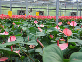 陜西省苗木繁育中心西部蘭花生態(tài)園